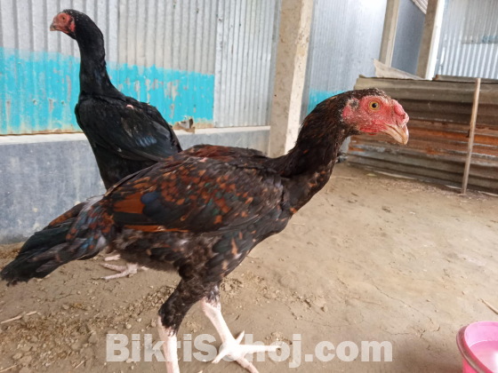 আসিল ফাইটার